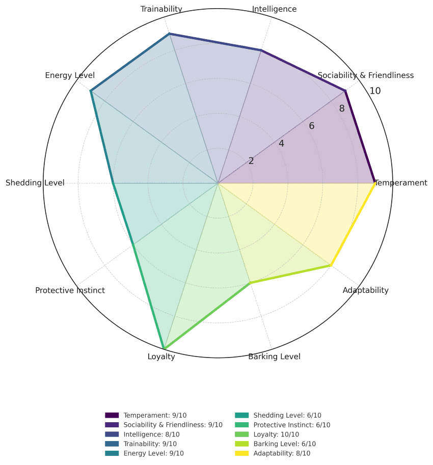 English Springer Spaniel traits