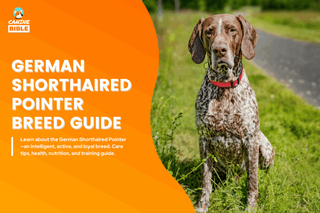 German Shorthaired Pointer