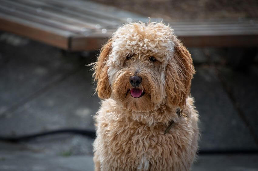 Labradoodle appearance