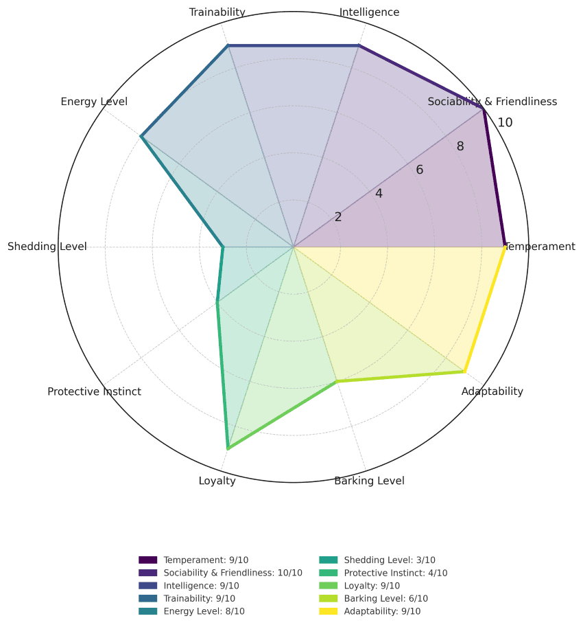 Mini Goldendoodle traits