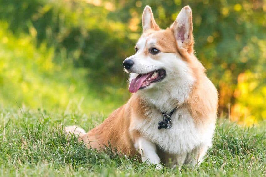 Pembroke Welsh Corgi appearance