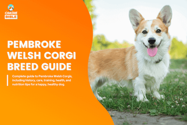 pembroke welsh corgi