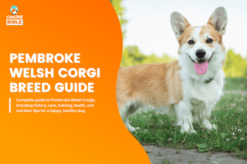 pembroke welsh corgi