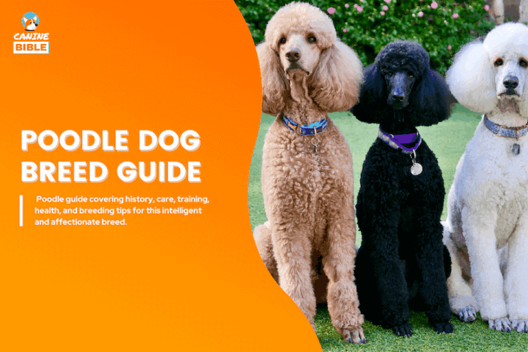 Poodle Dog Breed Information: Traits, Health, Facts, Care & More
