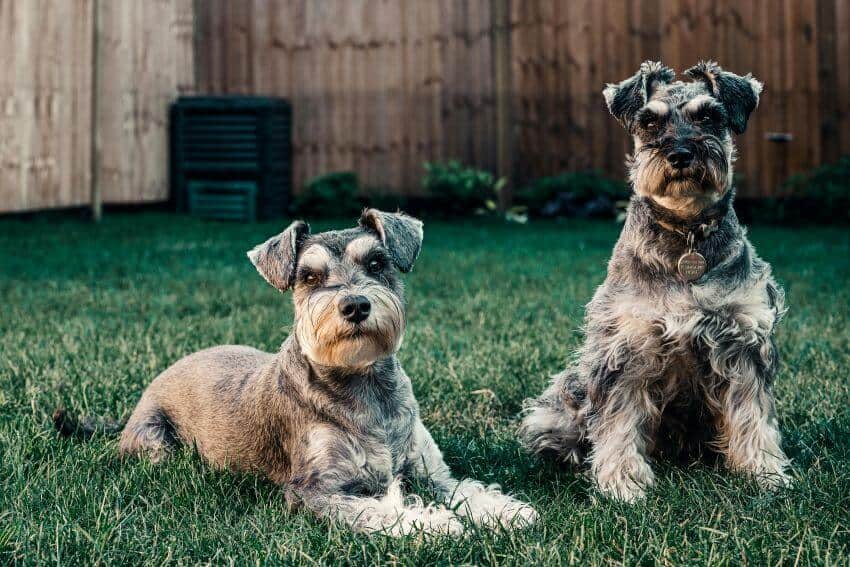 Standard Schnauzer appearance
