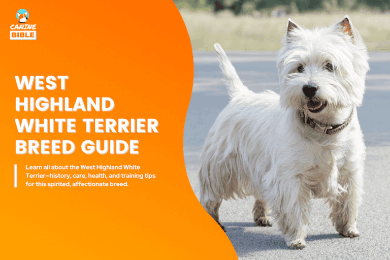 West Highland White Terrier