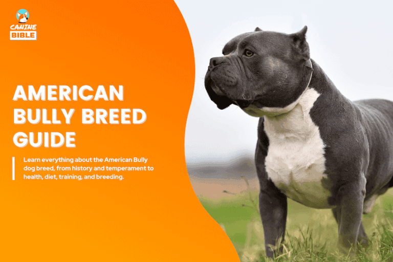 american bully