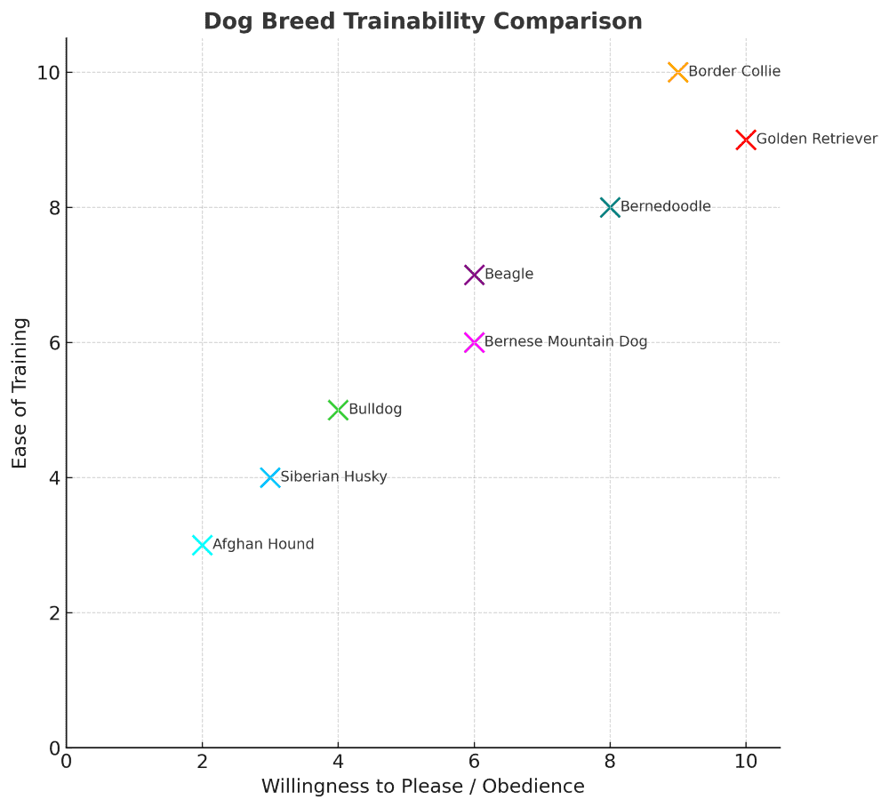 bernedoodle trainability chart