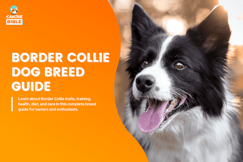 border collie