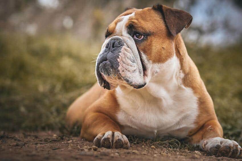 bulldog appearance