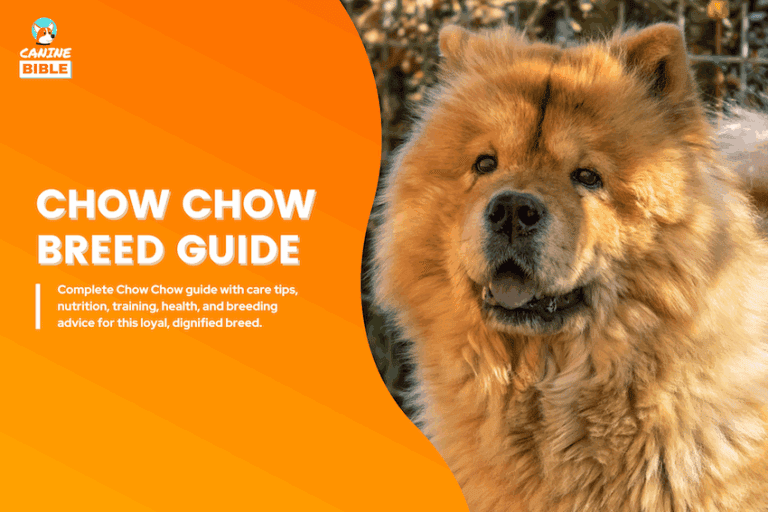 chow chow
