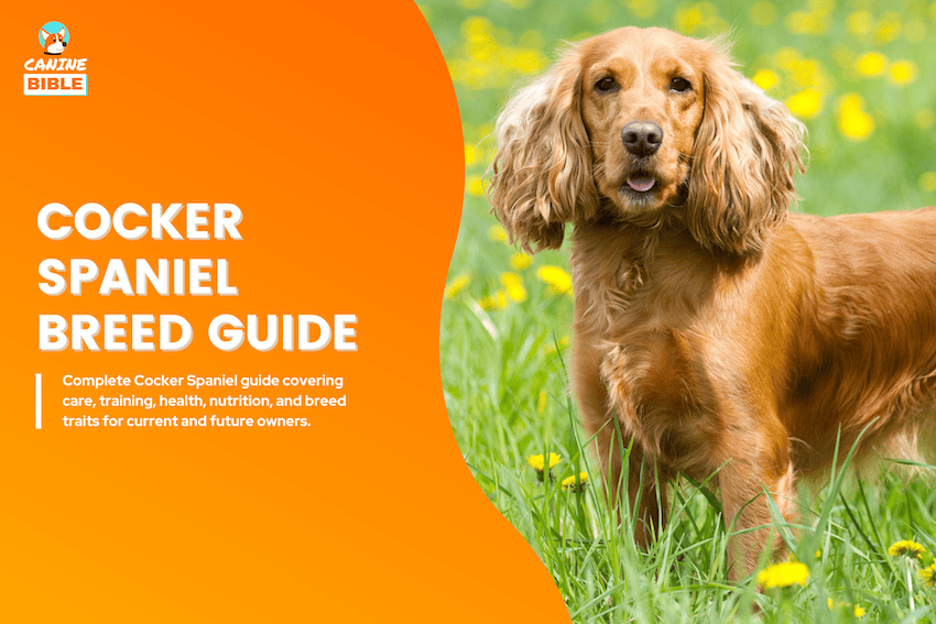 cocker spaniel