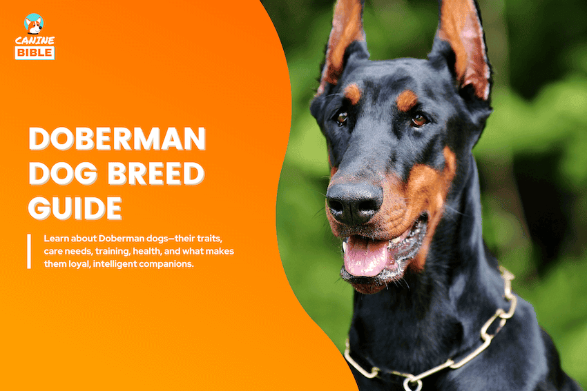 Doberman