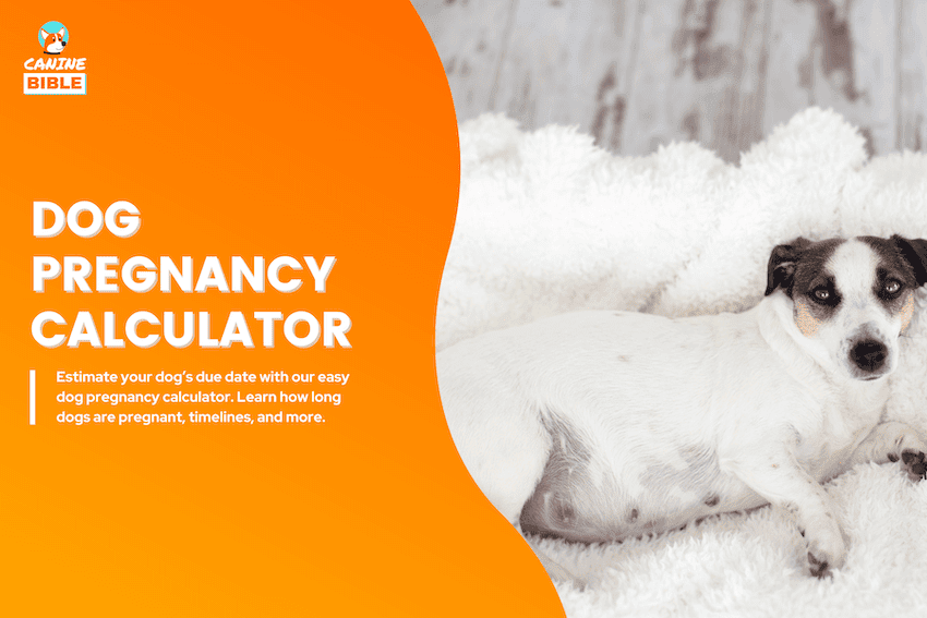 dog pregnancy calculator