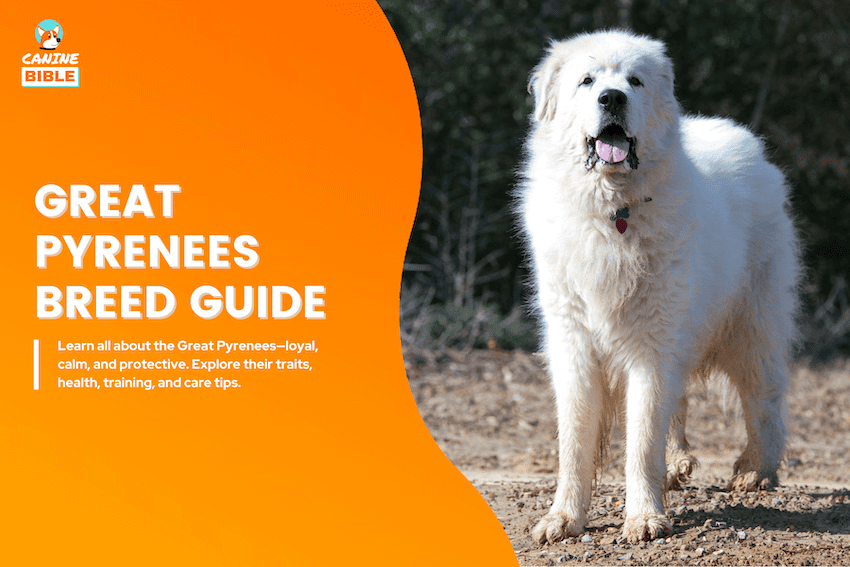 great pyrenees