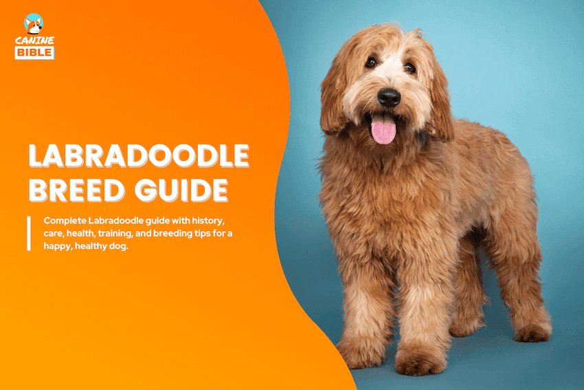 labradoodle