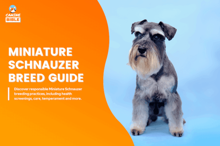 Miniature Schnauzer