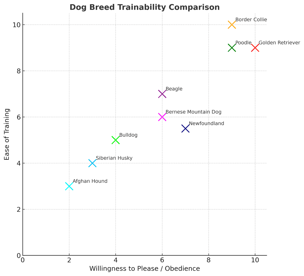 newfoundland trainability chart