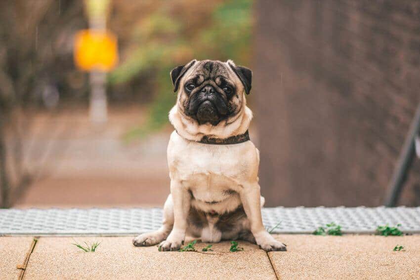 pug appearance