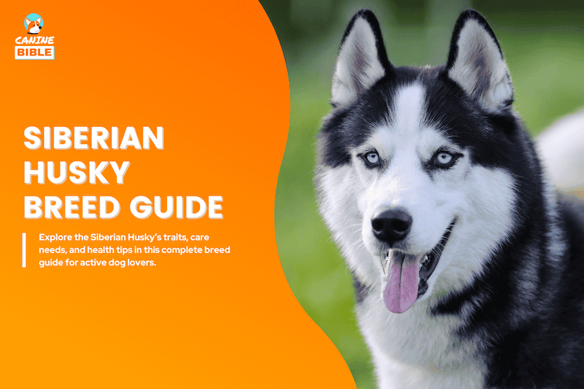 siberian husky