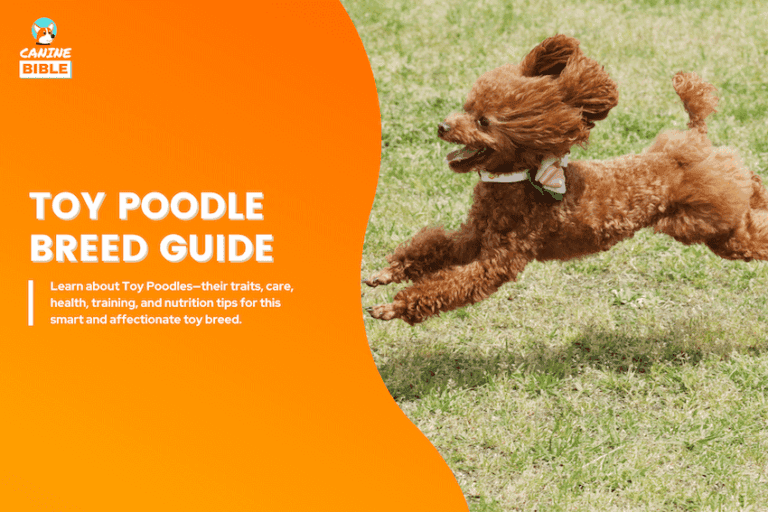 toy poodle