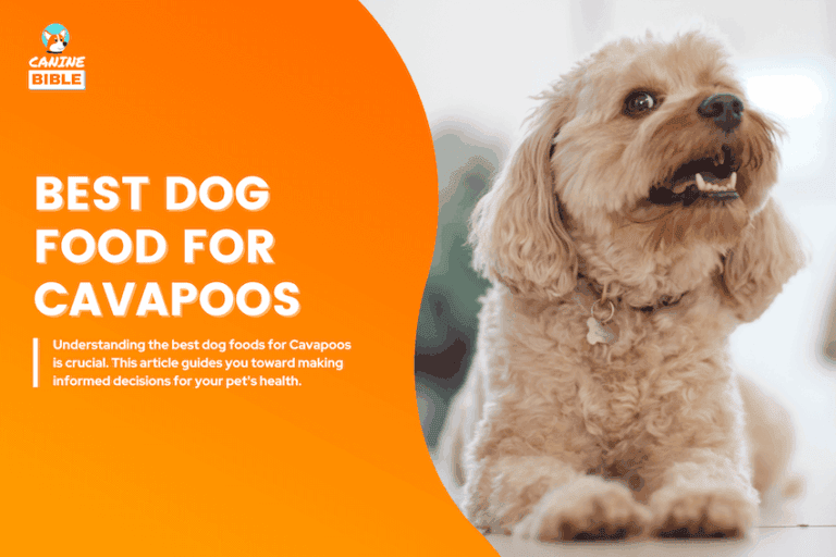 best dog food for cavapoos