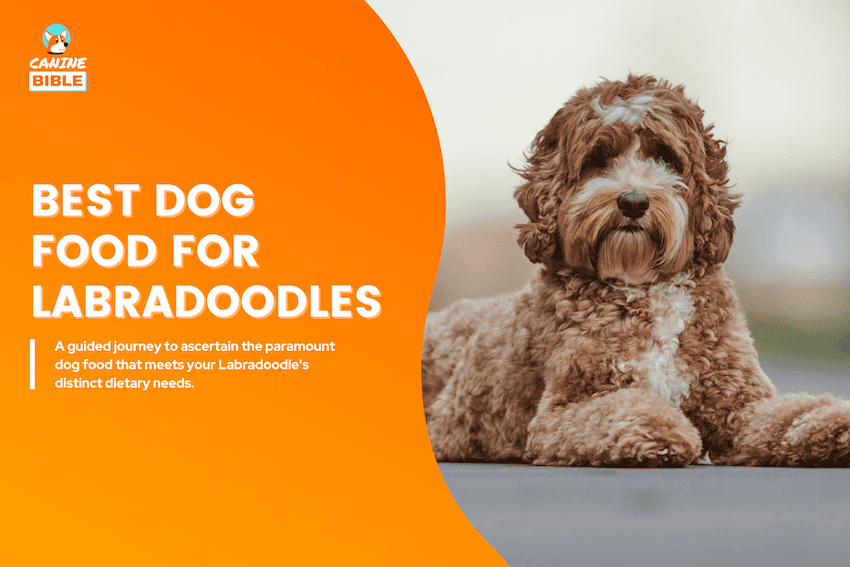 Best Dog Food For Labradoodles
