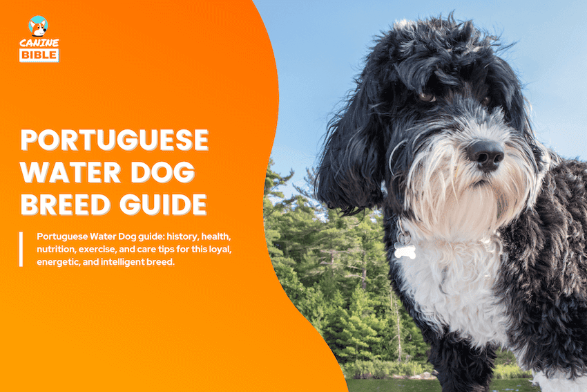 Portuguese water dog