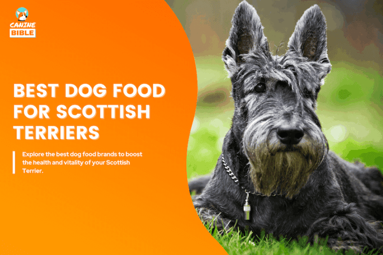 Best Dog Foods For Scottish Terriers