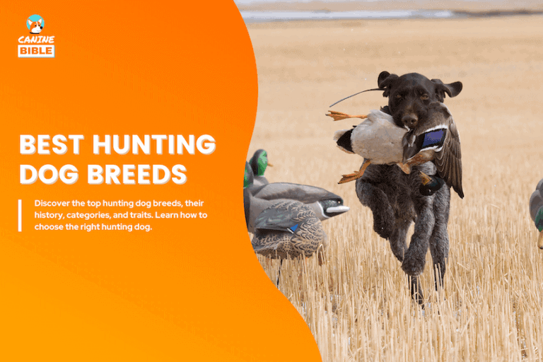 hunting dog breeds