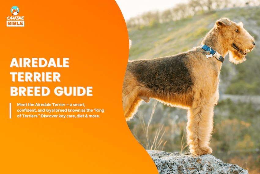 Airedale Terrier