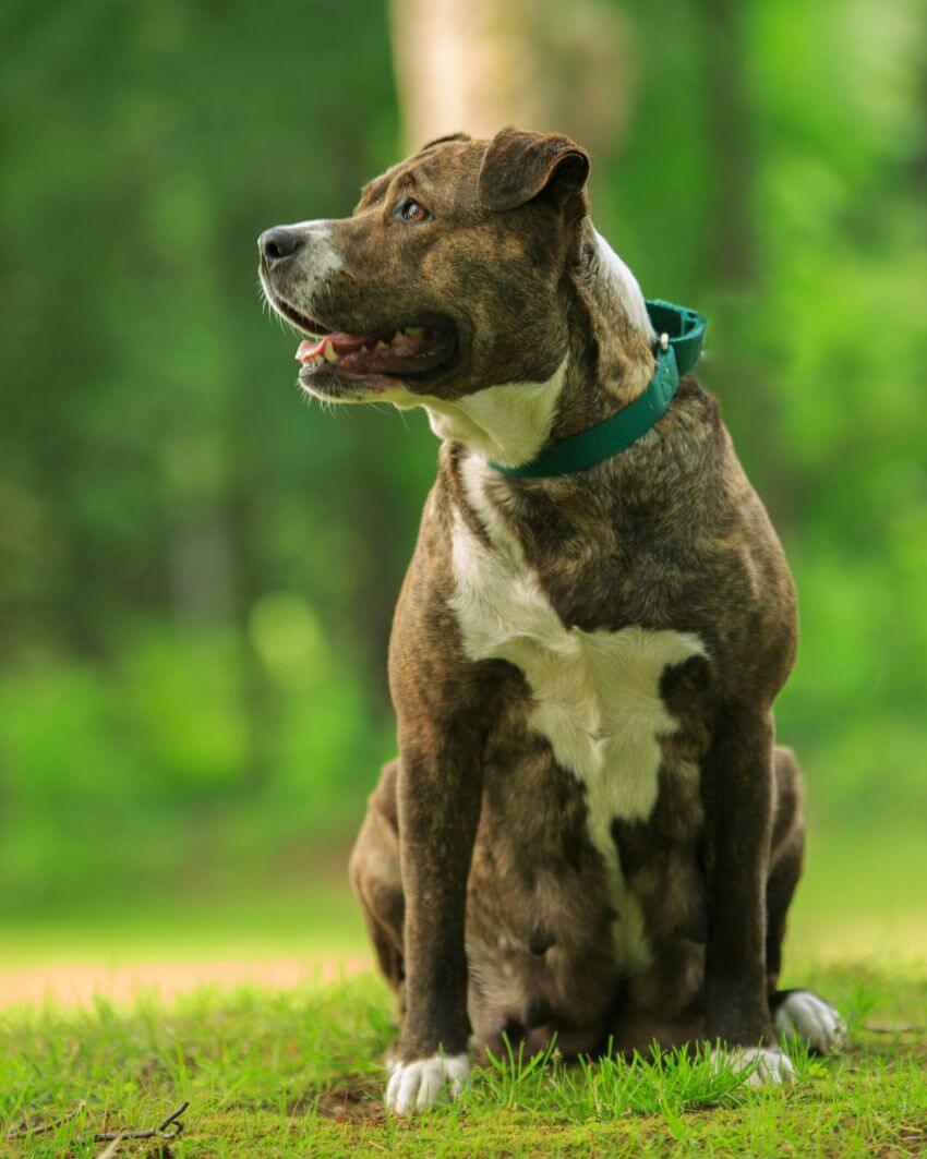 American Pit Bull Terrier appearance
