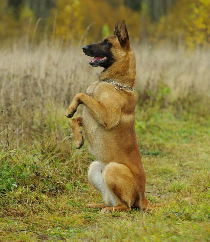 Belgian Shepherd appearance