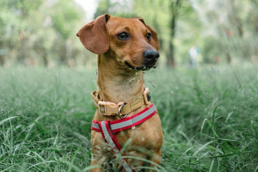 Miniature Dachshund appearance