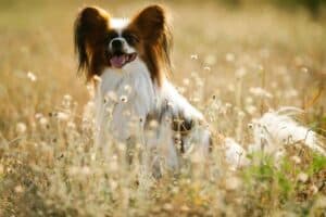 Papillon Dog Rear Papillon Dog Breed Information: Traits, Facts, Care & More - Canine Bible