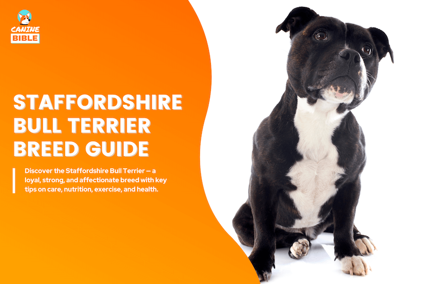 Staffordshire Bull Terrier