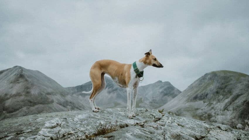 Whippet appearance