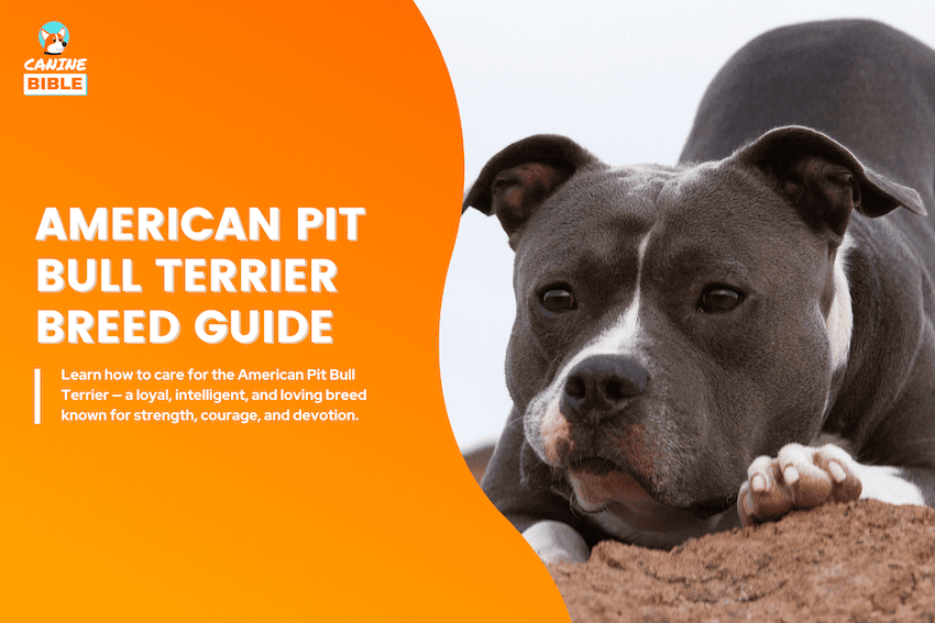 American Pit Bull Terrier Dog Breed Information Complete Guide 