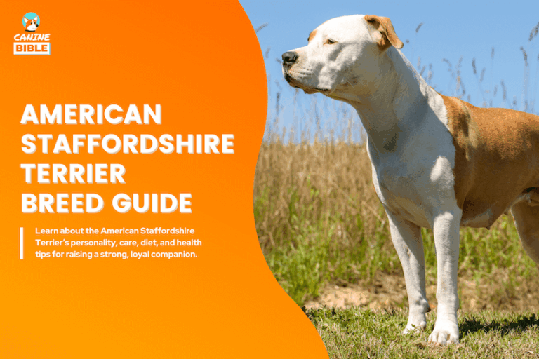 American Staffordshire Terrier