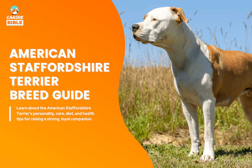 American Staffordshire Terrier