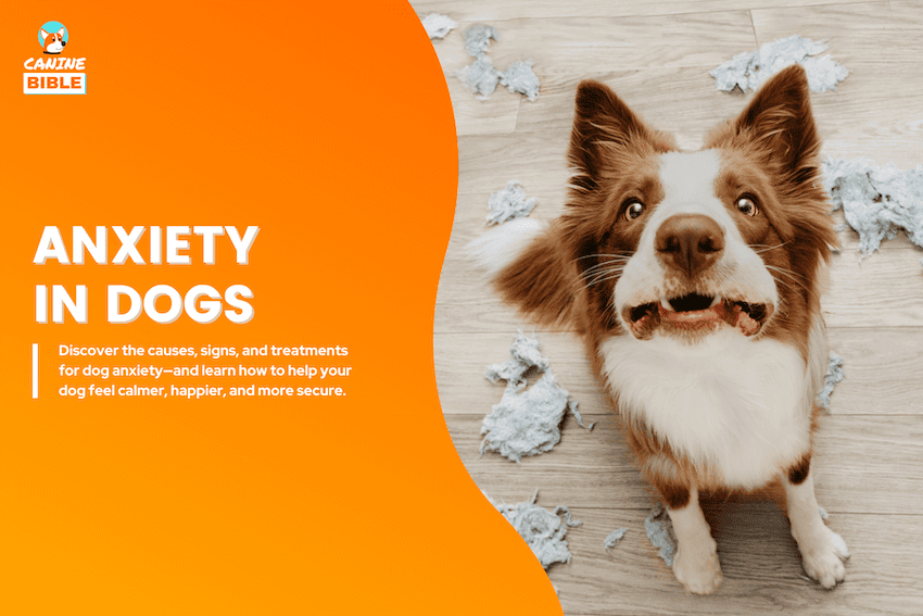 anxiety in dogs
