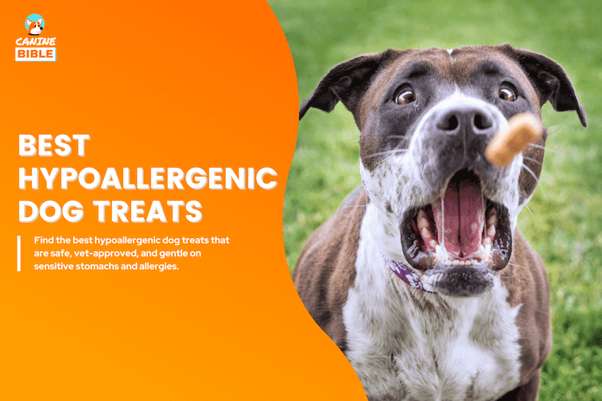 best Hypoallergenic dog treats