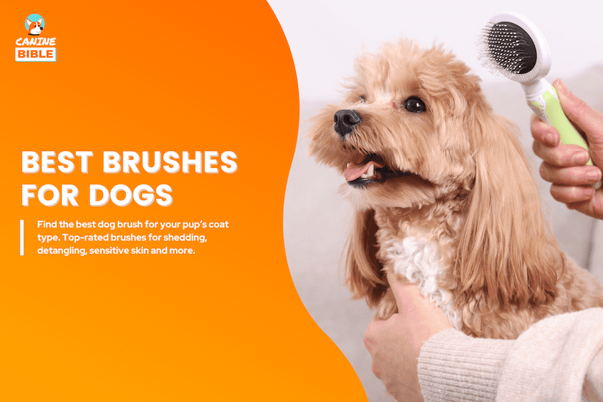 best dog brushes
