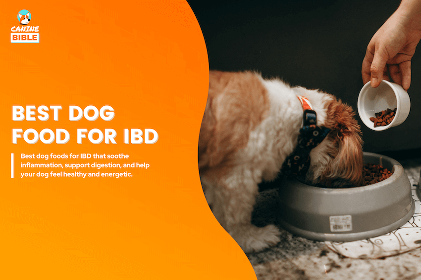 best dog foods for IBD