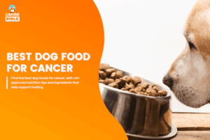 Gallery Detail: 10 Best Foods For Dogs With Cancer 2026 Vet Approved