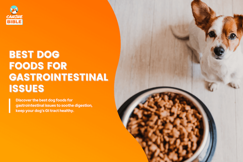 best dog foods for gastrointestinal issues