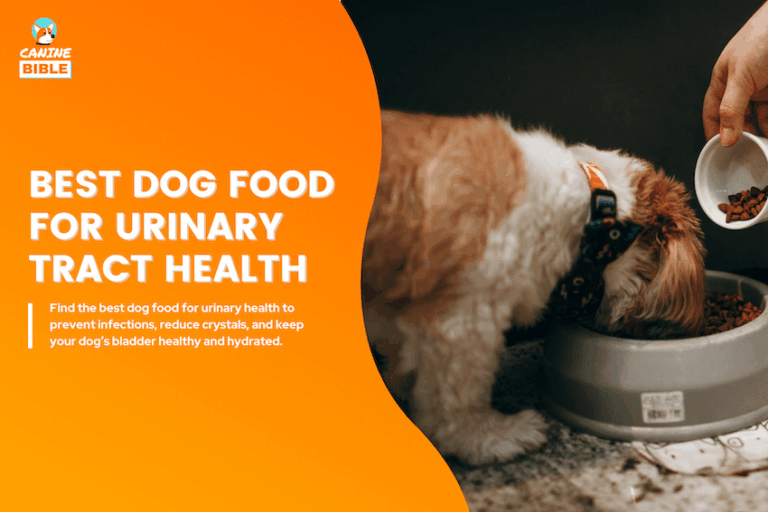 Best Dog Foods for Urinary Tract Infections & Heatlh