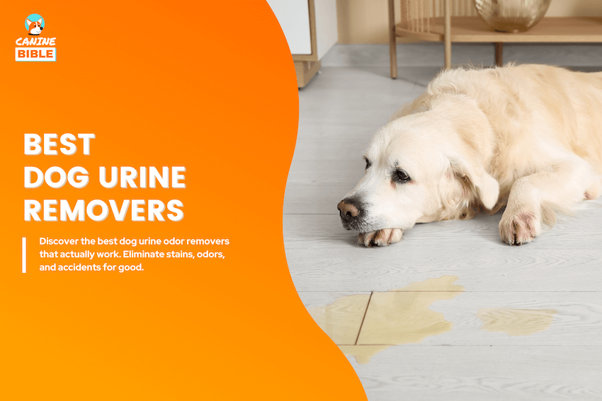 best dog urine remover