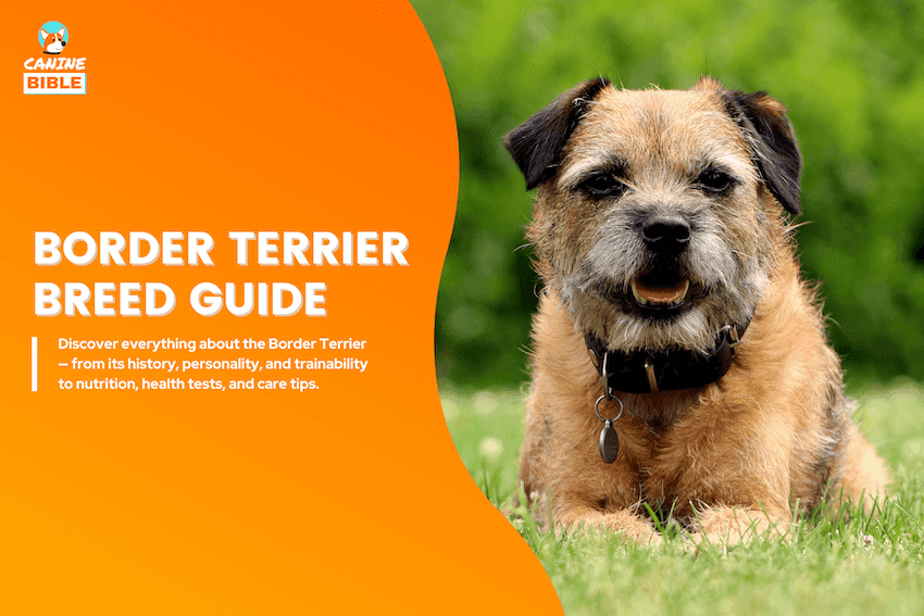 Border Terrier