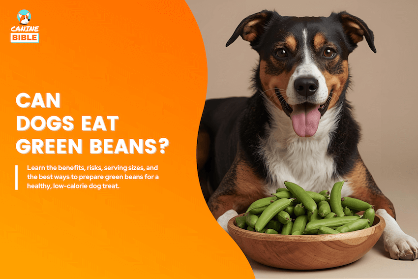 can dogs eat green beans